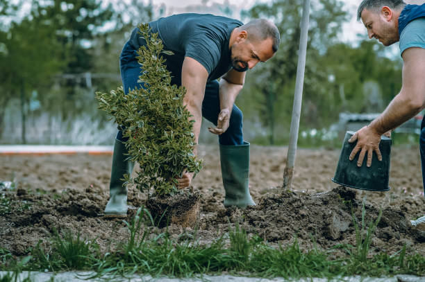 Best Tree Preservation Services  in Little River Academy, TX