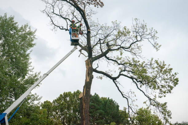 Best Stump Grinding and Removal  in Little River Academy, TX