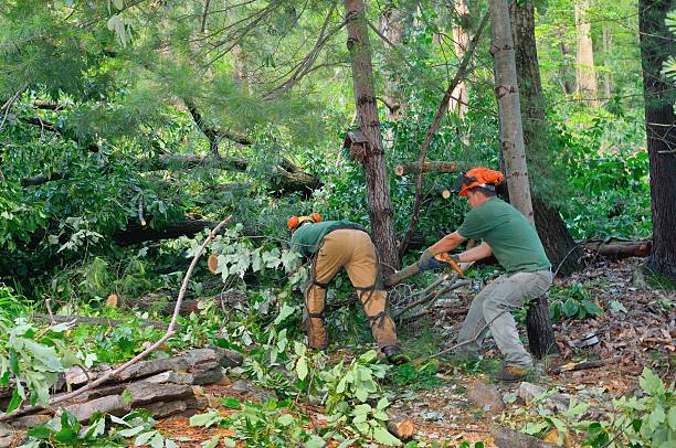 How Our Tree Care Process Works  in  Little River Academy, TX