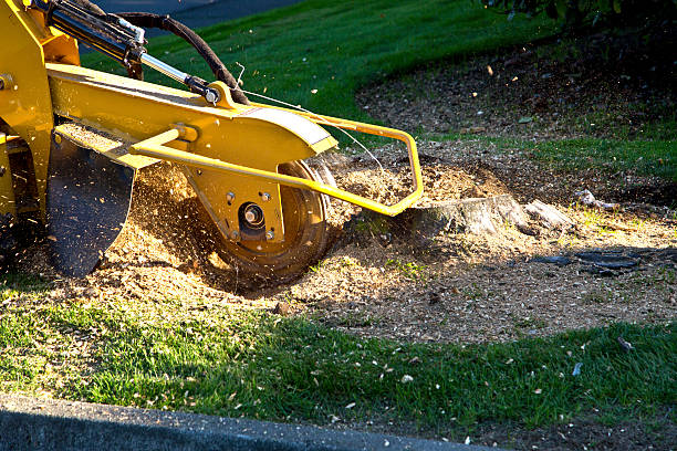 Best Tree Disease Treatment  in Little River Academy, TX