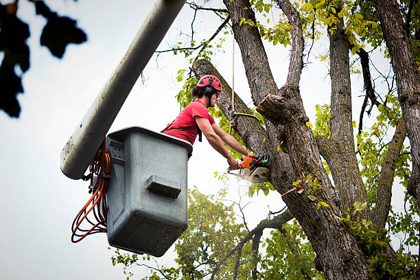 Best Emergency Tree Removal  in Little River Academy, TX