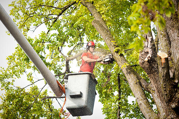Best Utility Line Clearance  in Little River Academy, TX